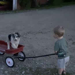 Border Collie Puppies from EOT Border Collies