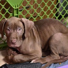 Hannah - Chocolate female Great Dane puppy in Cottage Grove, Oregon from Divine Rottweilers