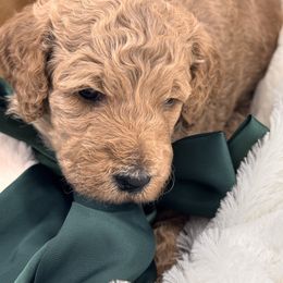 Simon - Cream male Goldendoodle puppy in Aurora, Illinois from Chicago Goldendoodles