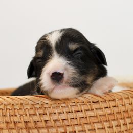 Ash - Black tri male Miniature Australian Shepherd puppy in Foxworth, Mississippi from Ten Mile Aussies