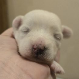 Girl 1 - Coton de Tulear puppy from Classy Cotons