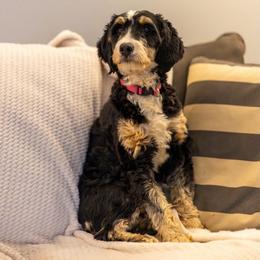 Sophie - Bernedoodle