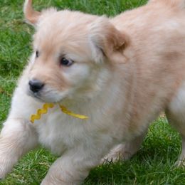Golden Retrievers from Sunburst Goldens