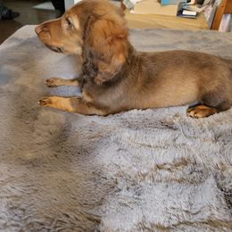 Dachshund Puppies from butter beans babies