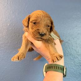 Howard-Blue - Red  male Goldendoodle puppy in Casper, Wyoming from 307 Doodles