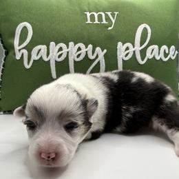 Pippin(blue merle,triple clear) - Blue merle and white female American Corgi puppy in Scottown, Ohio from Wyndy Ridge Corgis