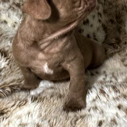French Bulldog Puppies from The French Bulldog Company LLC