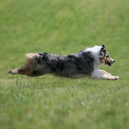 Australian Shepherds from Kyanite Acres