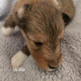 Willie - Sable and white male Shetland Sheepdog puppy in Yavapai County, Arizona from Windsong Shelties
