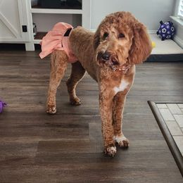 Jasmine - Goldendoodle
