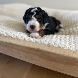 Bernedoodle, Goldendoodle, and Poodle Puppies from Central Valley Canine Companions