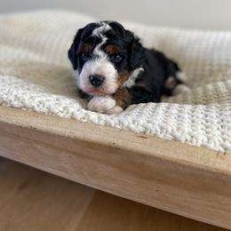 Bernedoodle, Goldendoodle, and Poodle Puppies from Central Valley Canine Companions