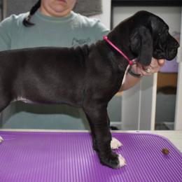 Bulleit - Black and white female Great Dane puppy in Chapmansboro, Tennessee from Balthrop Bend Farms