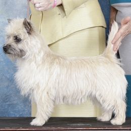 Star - Cairn Terrier