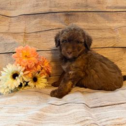 Cocoa - Red female Aussiedoodle puppy in Ellenburg Center, New York from Kristin's Puppies