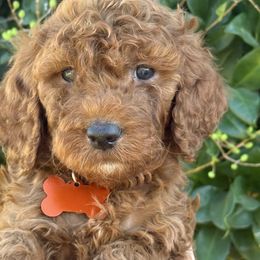 Orange collar - Red  female Goldendoodle puppy in Fontana, California from Grammy's Puppy Love doodles and poodles
