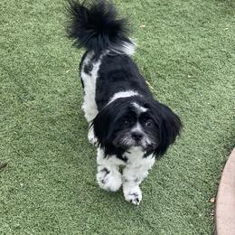Shih Tzu All Grown Up from P and J Farms