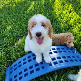 Goldendoodle Puppies from Costa's Curly Canines
