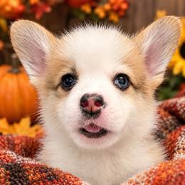 Yellow Collar - Red male Pembroke Welsh Corgi puppy in Abingdon, Virginia from Em-K Kennels