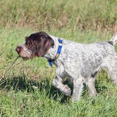 Blue - German Wirehaired Pointer