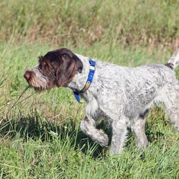 Blue - German Wirehaired Pointer