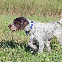 Blue - German Wirehaired Pointer