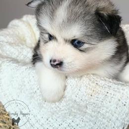 Viking - Wolf sable male Pomsky puppy in Menahga, Minnesota from Mini Pomsky Puppies