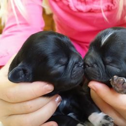 Shih Tzu Puppies from Jazzie Shih Tzu