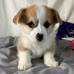 Alfie - Sable male Pembroke Welsh Corgi puppy in El Dorado Springs, Missouri from Trixie Dixie