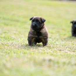Solace - Mahogany and black female Belgian Tervuren puppy in Sanford, North Carolina from Golden Wind