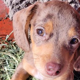 Dachshunds from Country Blessed Mini Doxies