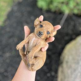 Scooby - Dapple male Dachshund puppy in Ridgeville, Indiana from Rafter D4 Ranch - Mini Dachshunds
