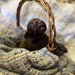 Labrador Retriever Puppies from Knotty Creek Labradors