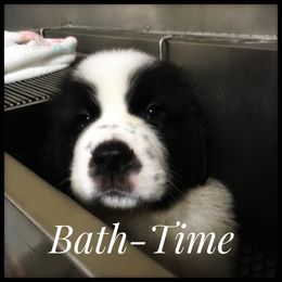 Saint Bernard Puppies from Fletchers Saints