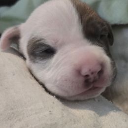 Queen - Blue fawn female American Pit Bull Terrier puppy in Aurora, Colorado from BlueRose Kennel