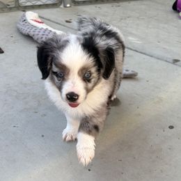 Milo - Blue merle male Toy Australian Shepherd puppy in Menifee, California from Riders Toy Aussies