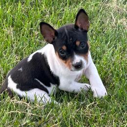 Boom - Black white and tan male Rat Terrier puppy in Canandaguia, New York from Mary ann Whipple's Old Dominion Terriers