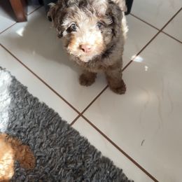 Goldendoodle and Poodle Puppies from Natalia Ovalle