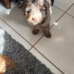 Goldendoodle and Poodle Puppies from Natalia Ovalle