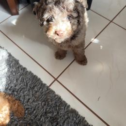 Goldendoodle and Poodle Puppies from Natalia Ovalle