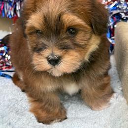 Strawberry - Red sable male Havanese puppy in Wappapello, Missouri from Titanium Havanese LLC