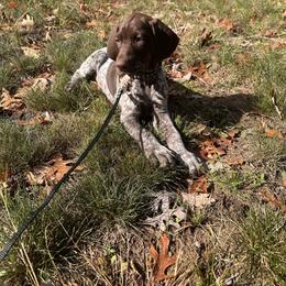 German Shorthaired Pointer Puppies from Temple Gun Dogs