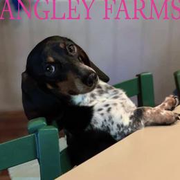 Minnie - Dachshund