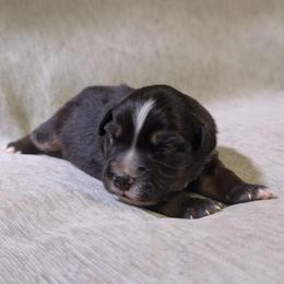 Mackenzie (Mac) - Black tri male Miniature Australian Shepherd puppy in Crockett, Texas from Pleasant Grove Aussies