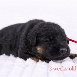 Red collar - Black and red female German Shepherd puppy in Plumas Lake, California from Zwinger Vom Greifjäger