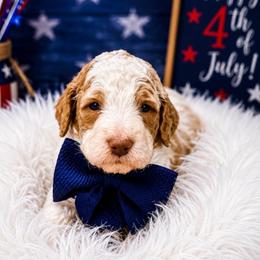 Ambrose - Parti male Goldendoodle puppy in Rocky Point, North Carolina from CelticDoods