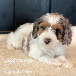 Aussiedoodle and Miniature Australian Shepherd Puppies from Windy Hills Mini Aussies & Doodles