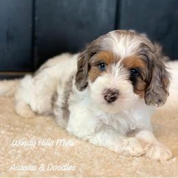 Aussiedoodle and Miniature Australian Shepherd Puppies from Windy Hills Mini Aussies & Doodles