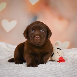 Brave - Chocolate female Labrador Retriever puppy in Archer Lodge, North Carolina from Archer Lodge Labradors