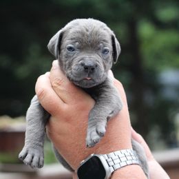 Purple Collar - Gray female Cane Corso puppy in Lusby, Maryland from Coastal View Kennels